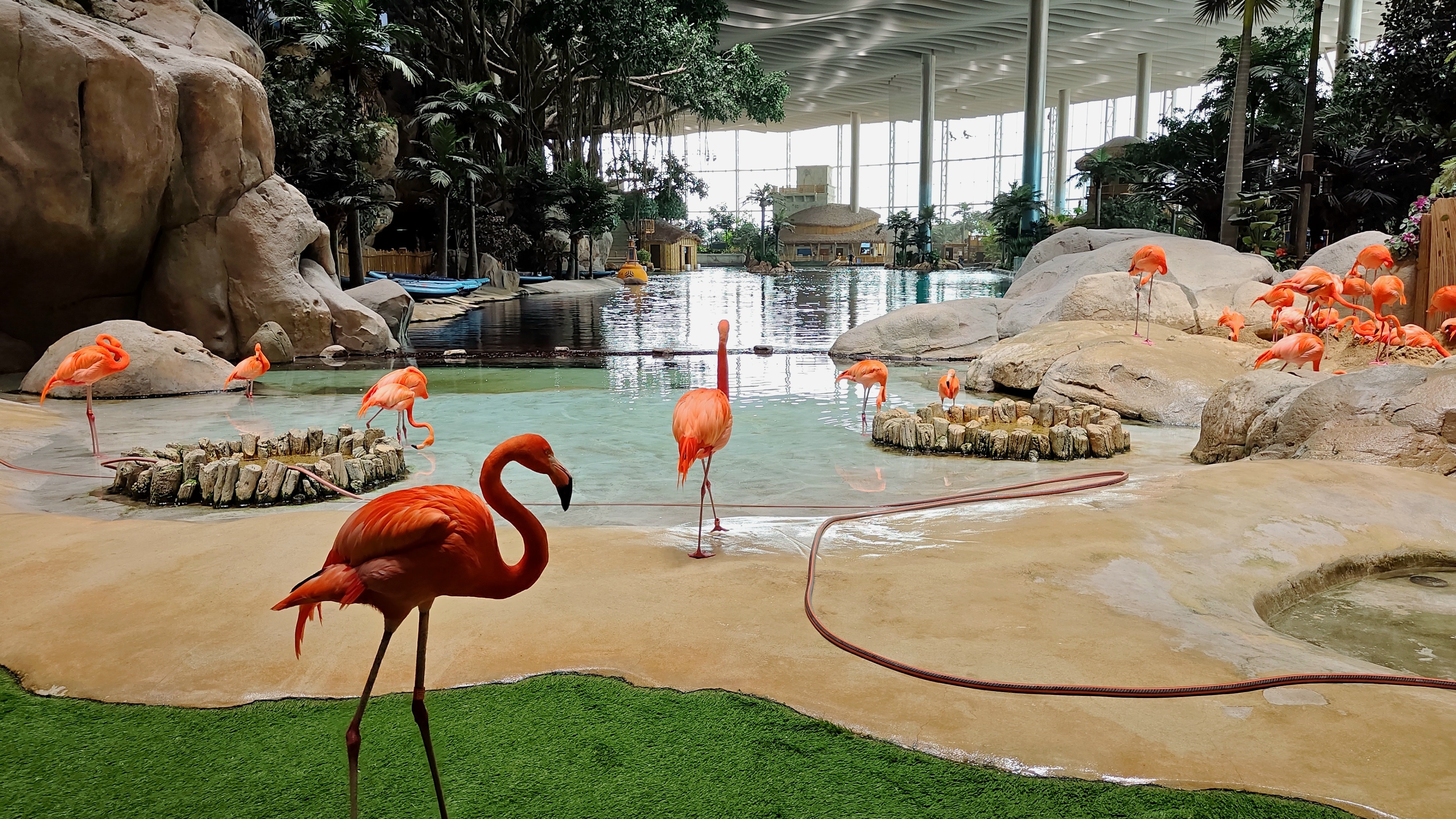 Photo: Lintophilip / CC BY-SA 4.0 — https://commons.wikimedia.org/wiki/File:Sea_world_yas_island.jpg Inside SeaWorld Yas Island, Abu Dhabi — flamingos on the indoor lagoon under the park's wave-form roof and glazed curtain wall